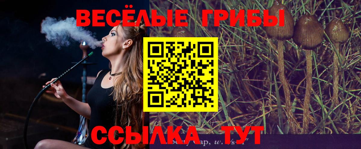 Галлюциногенные грибы Psilocybe Осинники
